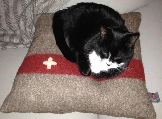 It's a cat's life...says Smudge The Prettiest © Linda Scott