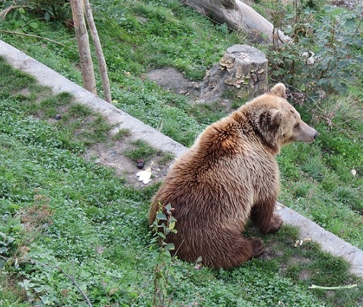 It's a bear's life...© genevafamilydiaries.net