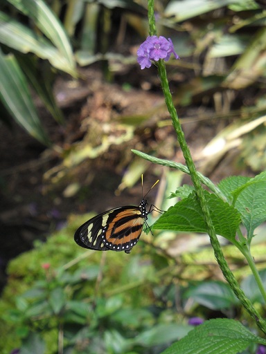 Beautiful butterflies are all around © genevafamilydiaries.net