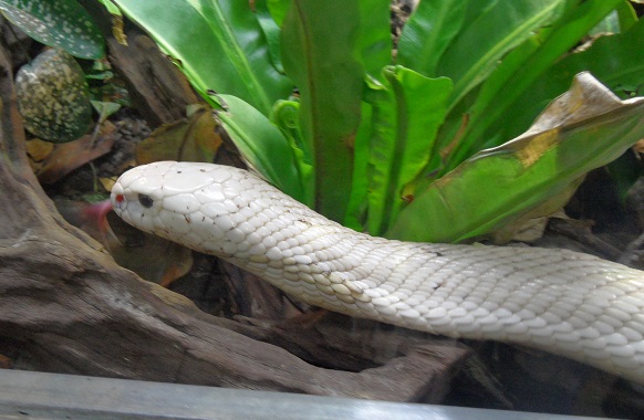 One of the 2 albino Naja Kaouthia at the Vivarium de Lausanne - photo © genevafamilydiaries.net