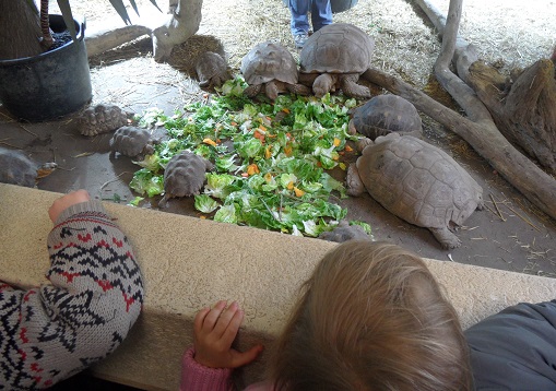 It's turtle feeding time! photo © genevafamilydiaries.net