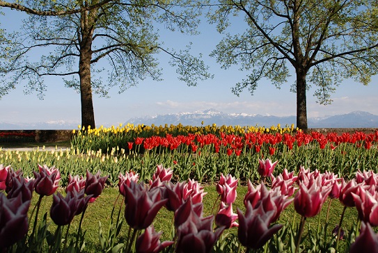 Fête de la Tulipe, Morges (VD) - photo © Vanessa Hermann