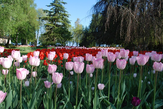 Fête de la Tulipe, Morges (VD) - photo © Vanessa Hermann