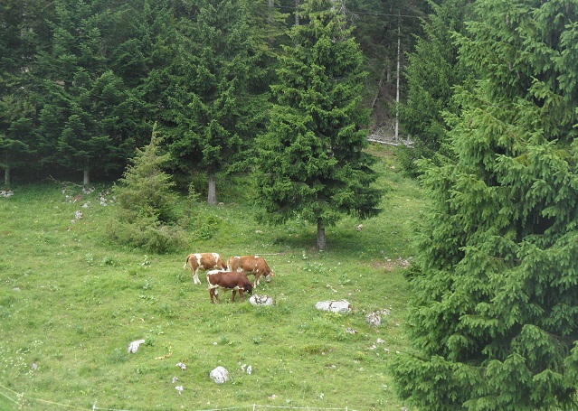 Swiss scenery never disappoints. Photo © genevafamilydiaries.net