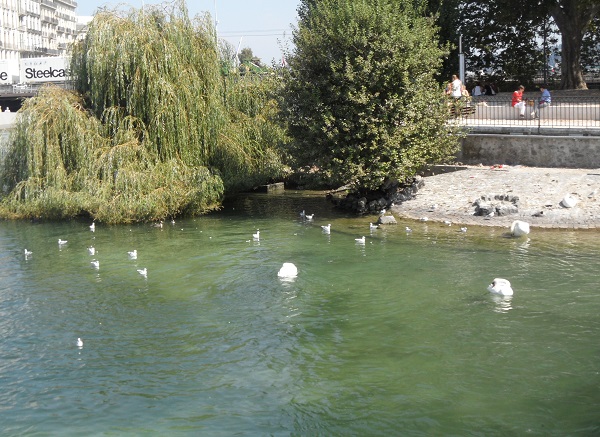 Geneva's Île Rousseau. Photo © genevafamilydiaries.net